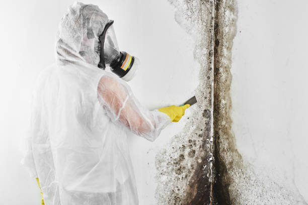Best Black Mold Removal  in North Warren, PA