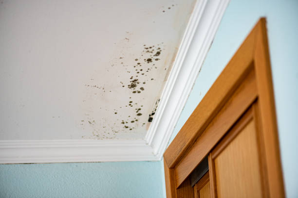 Best Mold Testing  in North Warren, PA