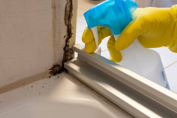 Best Mold Damage Repair  in North Warren, PA
