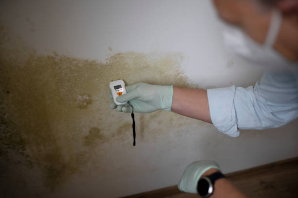Best Black Mold Removal  in North Warren, PA