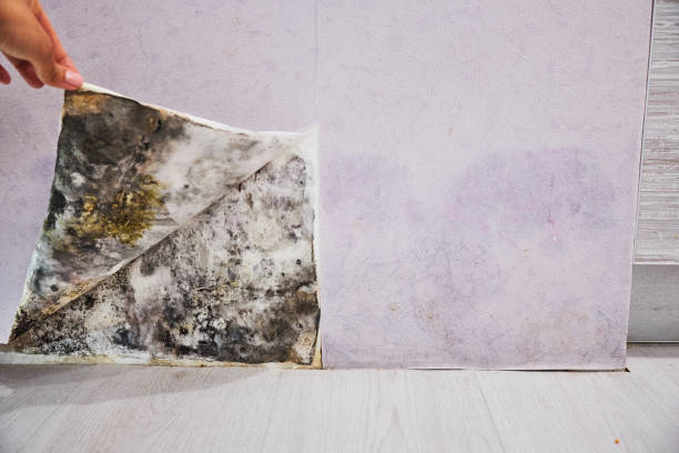 Certified Mold Removal in North Warren, PA